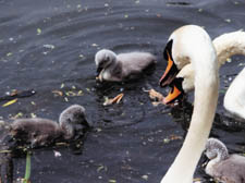 The cygnet (bottom left) identified as the bird killed at Highgate pond 