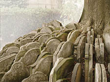 St Pancras Station - The Hardy tree