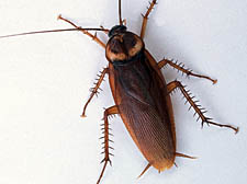 Cockroach