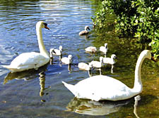 'She is very successful': The large family of swans who have gone into the Heath's record books 