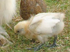 A chick 