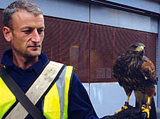 An environmental consultant brought in by Homes for Islington handles Junior the harrier hawk