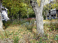 Landscaping at Duncan Terrace Gardens