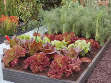 Some of the wholesome greens on display at the Chelseas Flower Show 