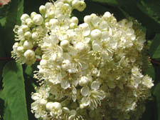 Elderflower heads make a versatile, flavoured ingredient