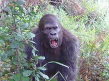 Peter in Gorillas in the Mist