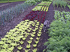 Grow your own perfect salad days