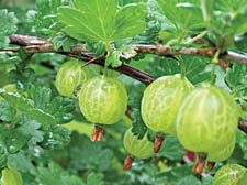 Fresh gooseberries 