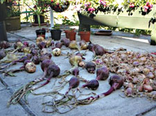 Healthy, fresh vegetables grown from a personal garden patch