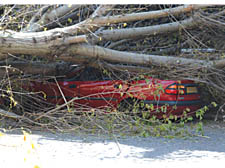 Firefighters were forced to cut a motorist from his car after a tree fell across Abbey Road